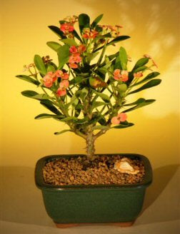 Flowering Crown of Thorns Bonsai Tree - Red / Salmon-(euphorbia milii)