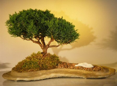 Shimpaku Juniper Bonsai Tree -Planted on a Rock Slab -(juniperus chinensis)