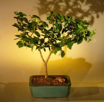 Flowering Water Jasmine Bonsai Tree - Medium -(wrightia religiosa)