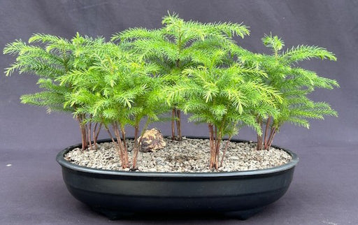 Norfolk Island Pine Bonsai Tree-Five Tree Forest Group-(araucaria heterophila)