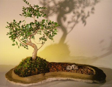 Chinese Elm Bonsai Tree  On Rock Slab-(ulmus parvifolia)