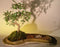 Chinese Elm Bonsai Tree  On Rock Slab-(ulmus parvifolia)