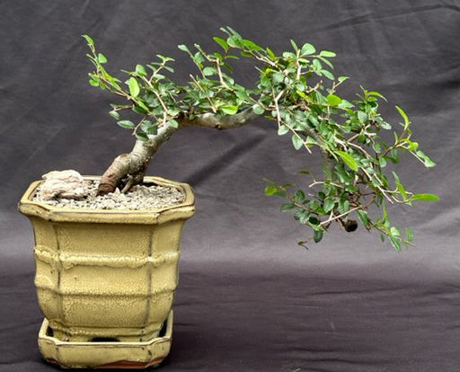 Chinese Elm Bonsai Tree - Semi Cascade Style-(ulmus parvifolia)