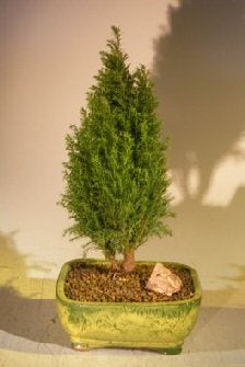 European Cypress Evergreen Bonsai Tree -(chamaecypari Iawsoniana 'ellwoodii')