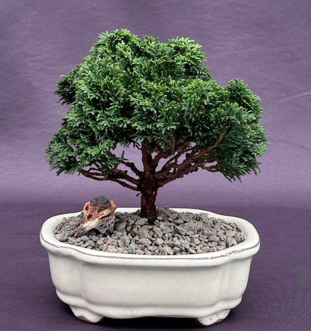 Hinoki Cypress Bonsai Tree  - Medium-(chamecyparis obtusa 'compacta')