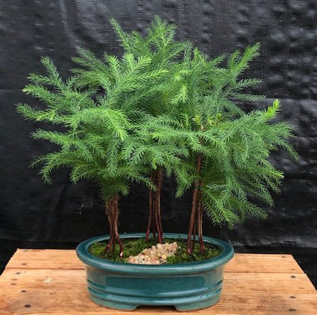 Norfolk Island Pine Bonsai Tree -Three (3) Tree Forest Group -(araucaria heterophila)