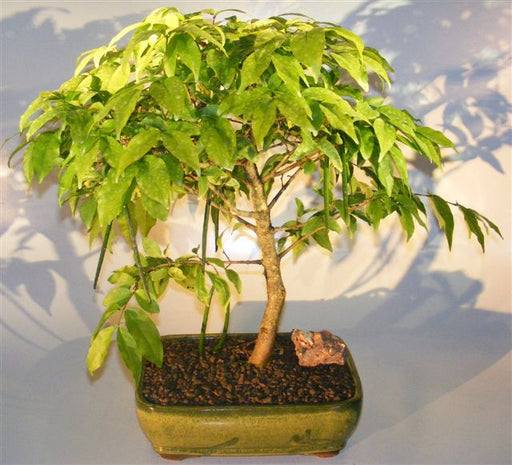 Flowering Water Jasmine Bonsai Tree - Large -(wrightia religiosa)