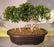 Flowering Brush Cherry Bonsai Tree -Five Tree Forest Group -(eugenia myrtifolia)