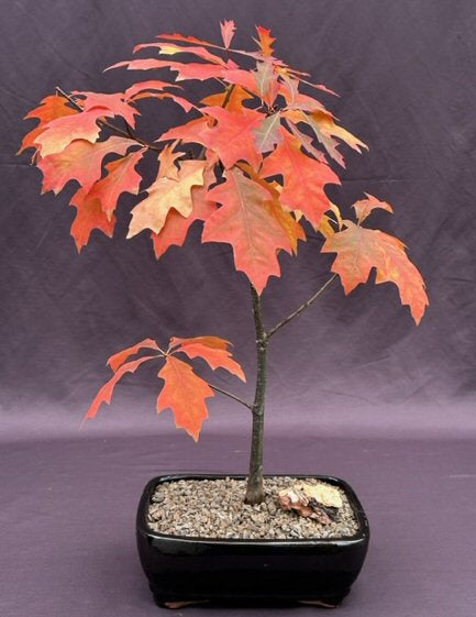 Pin Oak Bonsai Tree -('quercus palustris')