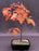 Pin Oak Bonsai Tree -('quercus palustris')