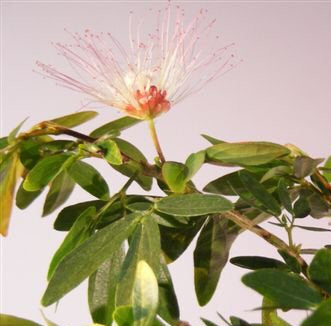 Flowering Dwarf Red Powder Puff Bonsai Tree - (calliandra schultzei 'rose cascade')