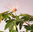 Flowering Dwarf Red Powder Puff Bonsai Tree - (calliandra schultzei 'rose cascade')