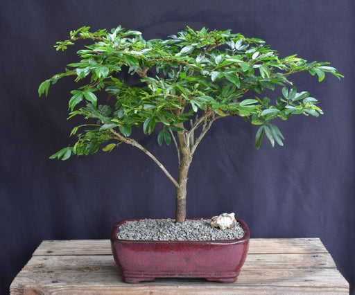 Flowering Dwarf Red Powder Puff Bonsai Tree -(calliandra schultzei 'rose cascade')