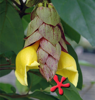 Flowering Parrot's Beak Bonsai Tree - Exposed Roots - (gmelina philippensis)