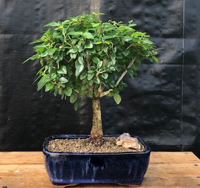 Flowering Parrot's Beak Bonsai Tree - Large -(gmelina philippensis)