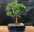 Flowering Parrot's Beak Bonsai Tree - Large -(gmelina philippensis)