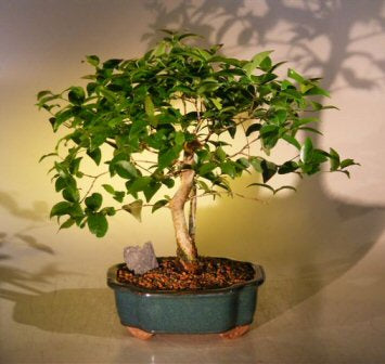 Flowering Surinam Cherry Bonsai Tree -(eugenia uniflora)