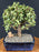 Baby Jade Bonsai Tree Variegated - Large- (portulacaria afra variegata)
