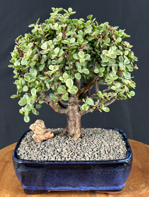 Baby Jade Bonsai Tree Variegated - Large- (portulacaria afra variegata)