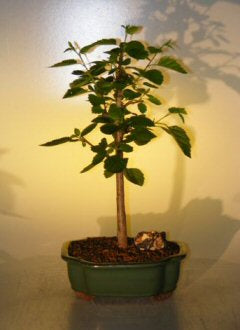 Paper  Birch Bonsai Tree-(betula papyrifera)