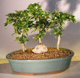 Flowering Fukien Tea Bonsai Tree -Three Tree Forest Group - Small-(ehretia microphylla)