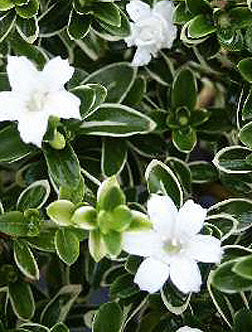 Trained Flowering Mount Fuji Serissa Bonsai Tree - (serissa foetida)