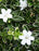 Trained Flowering Mount Fuji Serissa Bonsai Tree - (serissa foetida)