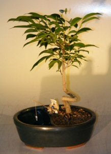 Ficus Bonsai Tree in a Water/Land Container-Coiled Trunk Style-(ficus 'orientalis')