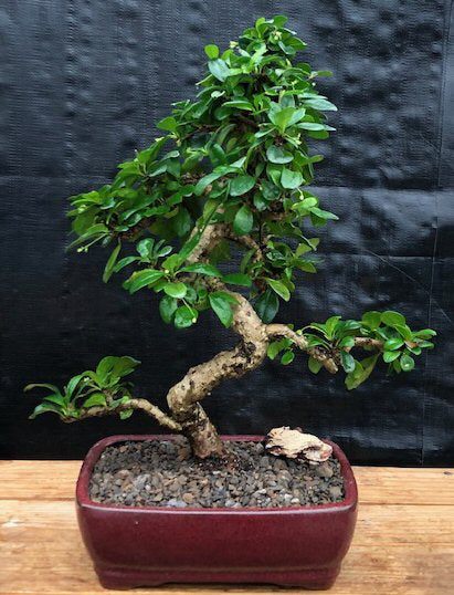Fukien Tea Flowering Bonsai Tree  - Extra Large-Curved Trunk Style-(ehretia microphylla)