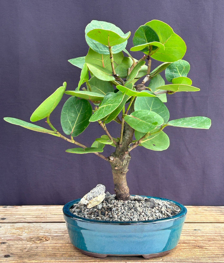 Flowering Sea Grape Bonsai Tree-(coccoloba uvifera)