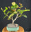Flowering Sea Grape Bonsai Tree-(coccoloba uvifera)