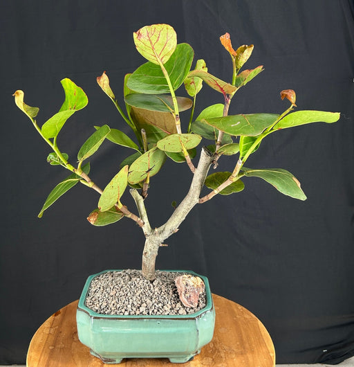 Flowering Sea Grape Bonsai Tree-(coccoloba uvifera)