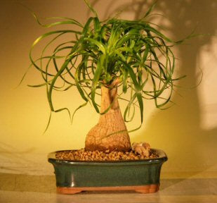 Ponytail Palm Bonsai Tree - Medium -(beaucamea recurvata)