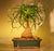 Ponytail Palm Bonsai Tree - Medium -(beaucamea recurvata)