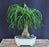 Ponytail Palm Bonsai Tree - Medium -(beaucamea recurvata)