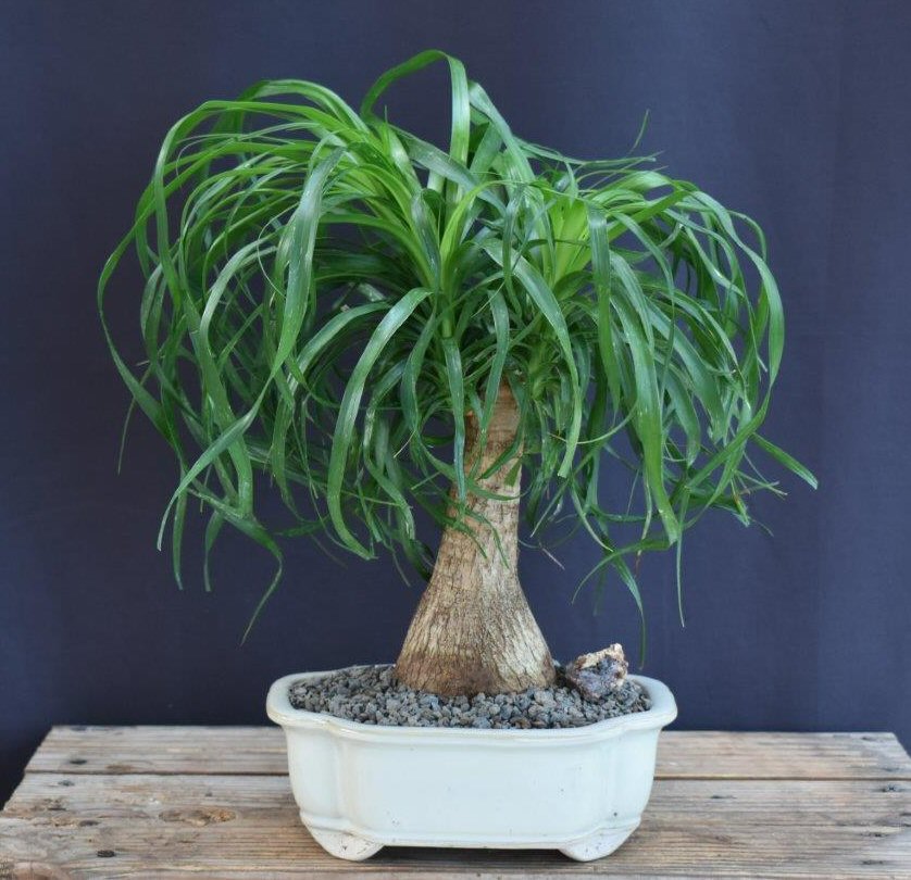 Ponytail Palm Bonsai Tree - Medium -(beaucamea recurvata)