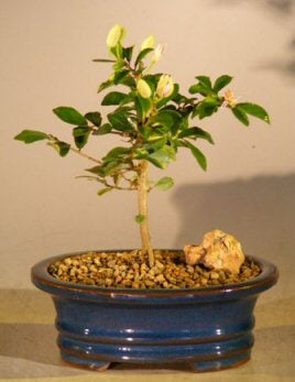 Flowering Lavender Star Flower Bonsai Tree - Small -(Grewia Occidentalis)