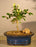 Flowering Lavender Star Flower Bonsai Tree - Small -(Grewia Occidentalis)