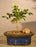 Flowering Lavender Star Flower Bonsai Tree - Small -(Grewia Occidentalis)
