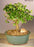 Chinese Elm Bonsai Tree - Aged -Straight Trunk Style  - Medium-(ulmus parvifolia)