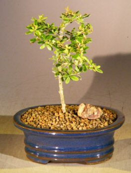 Flowering Tropical Boxwood Bonsai Tree - Small-(neea buxifolia)