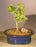 Flowering Tropical Boxwood Bonsai Tree - Small-(neea buxifolia)