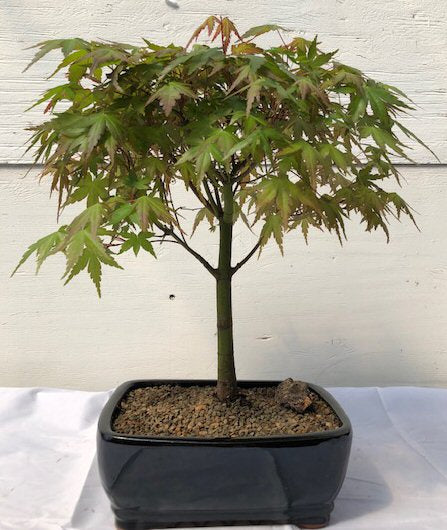 Japanese Green Maple Bonsai Tree - Large -(acer palmatum)