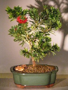 Flowering Bottlebrush - Little John Bonsai Tree - Medium -(Callistemon Citrinus Little John)