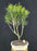 Flowering Bottlebrush - Little John Bonsai Tree - Medium -(Callistemon Citrinus Little John)