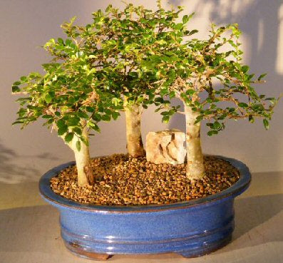 Chinese Elm Bonsai Tree - Aged -Three (3) Tree Forest Group -(ulmus parvifolia)