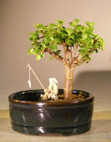 Baby Jade Bonsai Tree -Land/Water Pot - Small-(Portulacaria Afra)