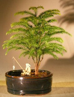 Norfolk Island Pine Bonsai Tree -Land/Water Pot - Small -(Araucaria Heterophila)