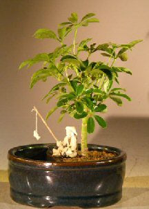 Hawaiian Umbrella Bonsai Tree -Land/Water Pot - Small-(arboricola schefflera 'luseanne')
