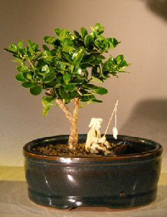 Flowering Dwarf Plum Bonsai Tree -Land/Water Pot - Small- (carissa macrocarpa)